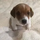 soup