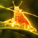SHRIMОTHY