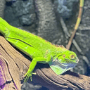 IGUANA
