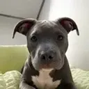 BULLY
