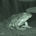 LIVEFROG