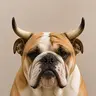 bulldog