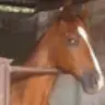 stable
