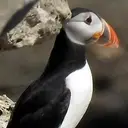 PUFFIN