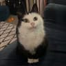 MauMau