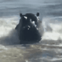 HIPPO