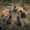 Catbal