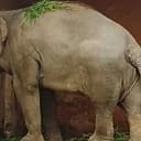 Kaavan