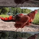 Cockasaur