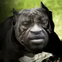 I CANT BARK