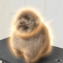 scoobert