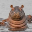 HIPPO