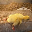 LAZYDUCK