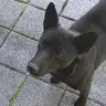 Hugo喪彪