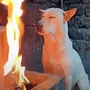 IGNORE