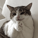 Jewcat