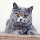 Meow