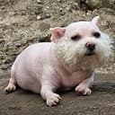 SIRWOOF