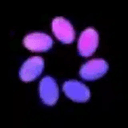 SPARK