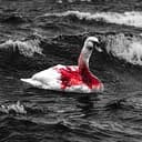 Swan