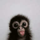 🦍