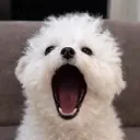 WOOF