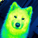 NDOG