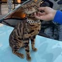 $BAKI