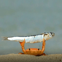 Crabge
