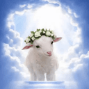 Lamb