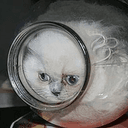 Vasecat