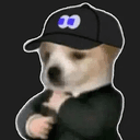 fomodawg
