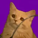 fomocat