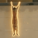 HODL