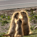 Marmots
