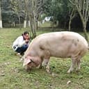 Waddles3