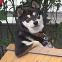 Cooldog