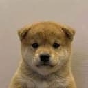 PUP