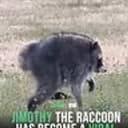 jimothy