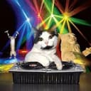 partycat