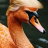 oswan