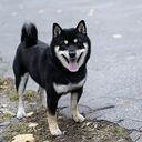 SHIB2