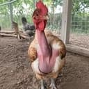 Cock