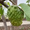 ATEMOYA