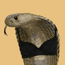 COBRA