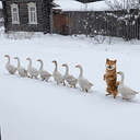 Spydoge