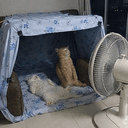 猫在干嘛