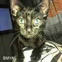 MYA