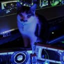 MAU