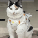 シャオミ
